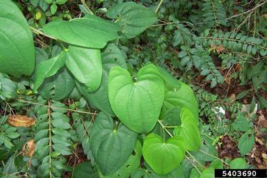 winged yam, Dioscorea alata  (Dioscoreales: Dioscoreaceae) - 5403690