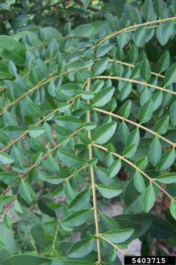 Chinese privet, Ligustrum sinense  (Scrophulariales: Oleaceae) - 5403715