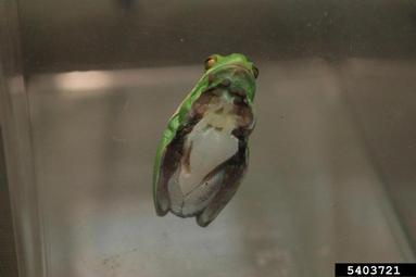 green tree frog, Hyla cinerea  (Anura: Hylidae) - 5403721