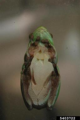 green tree frog, Hyla cinerea  (Anura: Hylidae) - 5403722