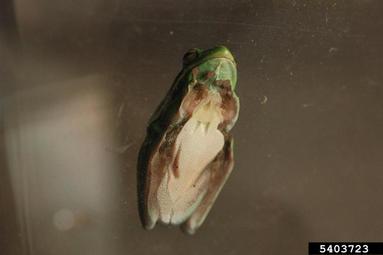 green tree frog, Hyla cinerea  (Anura: Hylidae) - 5403723