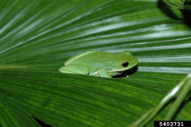 green tree frog, Hyla cinerea  (Anura: Hylidae) - 5403731