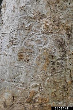 soapberry borer (Agrilus prionurus ) on western soapberry (Sapindus saponaria var. drummondii) - 5403748