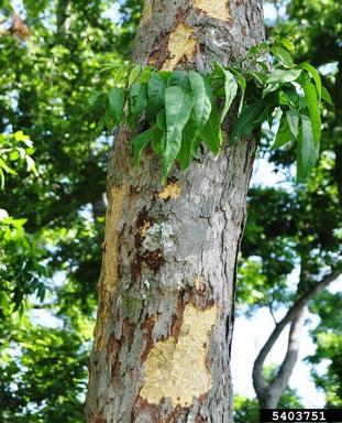 soapberry borer (Agrilus prionurus ) on western soapberry (Sapindus saponaria var. drummondii) - 5403751