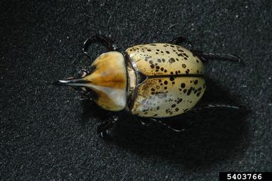eastern Hercules beetle, Dynastes tityus  (Coleoptera: Scarabaeidae) - 5403766
