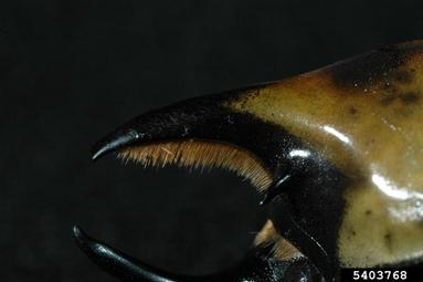 eastern Hercules beetle, Dynastes tityus  (Coleoptera: Scarabaeidae) - 5403768