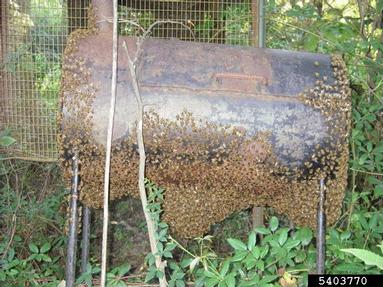 honey bee, Apis mellifera  (Hymenoptera: Apidae) - 5403770