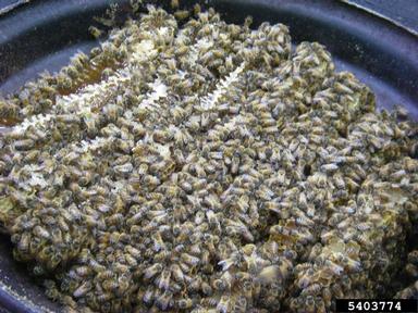 honey bee, Apis mellifera  (Hymenoptera: Apidae) - 5403774