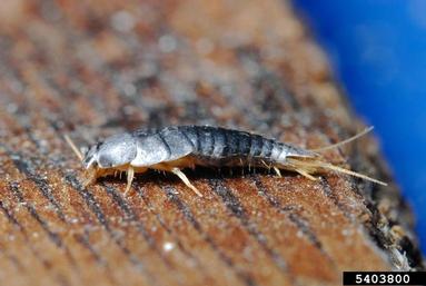 small blue silverfish, Lepisma saccharina  (Thysanura: Lepismatidae) - 5403800