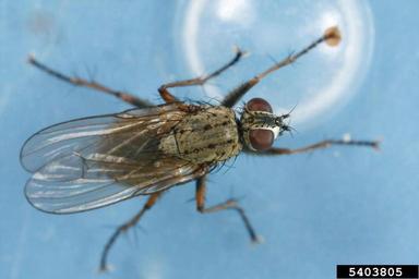 Tachinid fly, Siphona spp.  (Diptera: Tachinidae) - 5403805