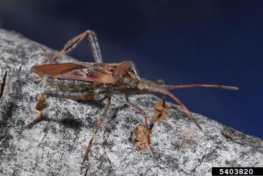 western conifer-seed bug, Leptoglossus occidentalis  (Hemiptera: Coreidae) - 5403820