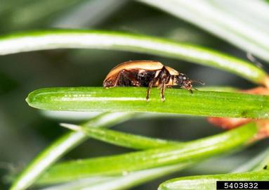 larch ladybird, Aphidecta obliterata  (Coleoptera: Coccinellidae) - 5403832