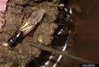 black carpenter ant, Camponotus pennsylvanicus  (Hymenoptera: Formicidae) - 5403838