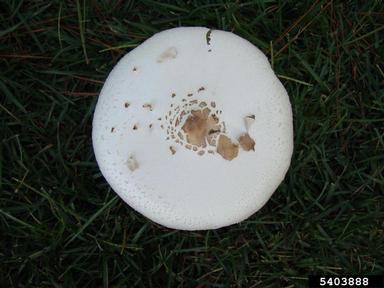 false parasol or green-spored parasol, Chlorophyllum molybdites  (Agaricales: Agaricaceae) - 5403888