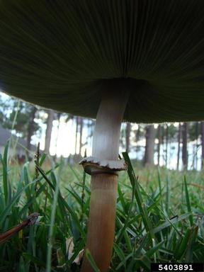 false parasol or green-spored parasol, Chlorophyllum molybdites  (Agaricales: Agaricaceae) - 5403891