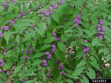 beautyberry, Callicarpa spp.  (Lamiales: Verbenaceae) - 5403893