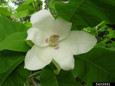 bigleaf magnolia, Magnolia macrophylla  (Magnoliales: Magnoliaceae) - 5403931
