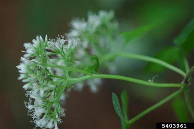 climbing hempweed, Mikania scandens  (Asterales: Asteraceae) - 5403961