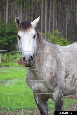 horse (domestic), Equus caballus (domestic type) (Perissodactyla: Equidae) - 5404067