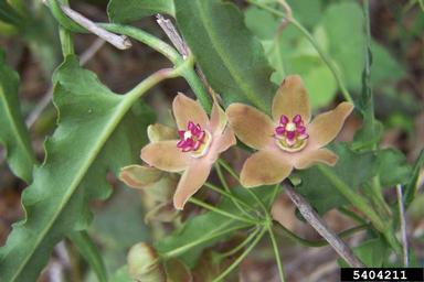 wavyleaf twinevine, Funastrum crispum  (Gentianales: Asclepiadaceae) - 5404211