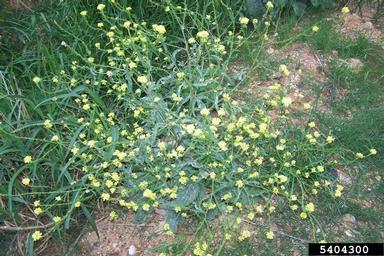 turnipweed, Rapistrum rugosum  (Capparales: Brassicaceae) - 5404300
