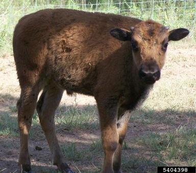 American bison, Bison bison  (Artiodactyla: Bovidae) - 5404398