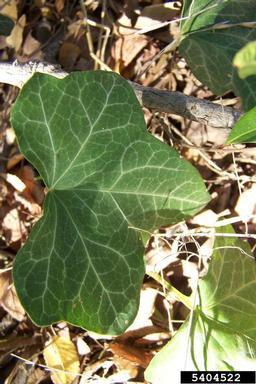 English ivy, Hedera helix  (Apiales: Araliaceae) - 5404522