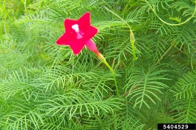 cypressvine morningglory, Ipomoea quamoclit  (Solanales: Convolvulaceae) - 5404529