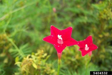 cypressvine morningglory, Ipomoea quamoclit  (Solanales: Convolvulaceae) - 5404532