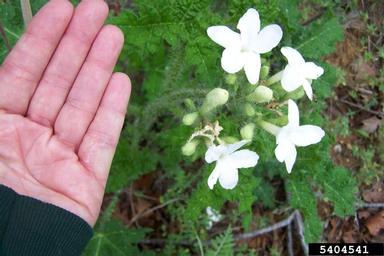 Texas bullnettle, Cnidoscolus texanus  (Euphorbiales: Euphorbiaceae) - 5404541