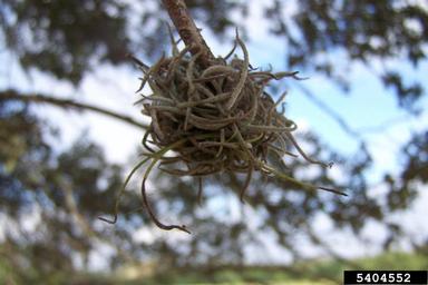 small ballmoss, Tillandsia recurvata  (Bromeliales: Bromeliaceae) - 5404552