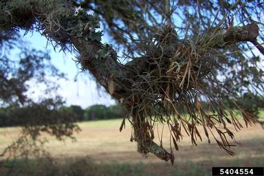 small ballmoss, Tillandsia recurvata  (Bromeliales: Bromeliaceae) - 5404554