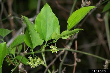 sarsaparillavine, Smilax pumila  (Liliales: Smilacaceae) - 5404573