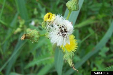 smallflower desert-chicory, Pyrrhopappus pauciflorus  (Asterales: Asteraceae) - 5404589