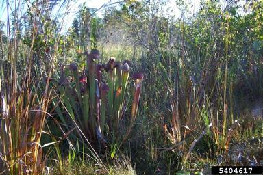 Okefenokee giant pitcher plant, Sarracenia minor var. okefenokeensis (Nephenthales: Sarraceniaceae) - 5404617