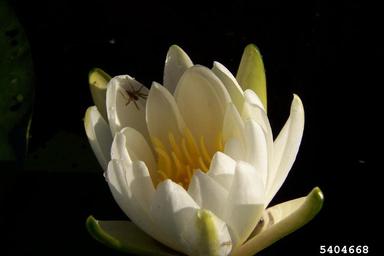 fragrant waterlily, Nymphaea odorata  (Nymphaeales: Nymphaeaceae) - 5404668