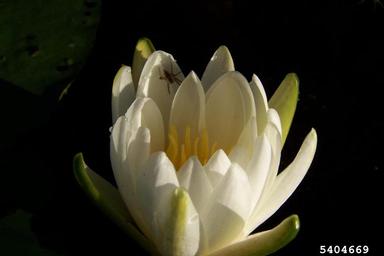 fragrant waterlily, Nymphaea odorata  (Nymphaeales: Nymphaeaceae) - 5404669