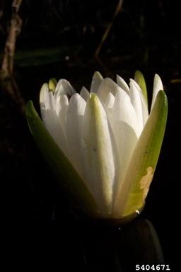 fragrant waterlily, Nymphaea odorata  (Nymphaeales: Nymphaeaceae) - 5404671