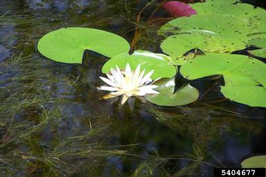 fragrant waterlily, Nymphaea odorata  (Nymphaeales: Nymphaeaceae) - 5404677