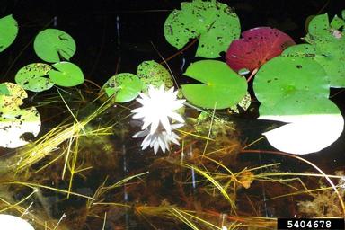 fragrant waterlily, Nymphaea odorata  (Nymphaeales: Nymphaeaceae) - 5404678