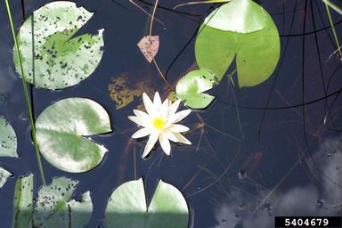 fragrant waterlily, Nymphaea odorata  (Nymphaeales: Nymphaeaceae) - 5404679