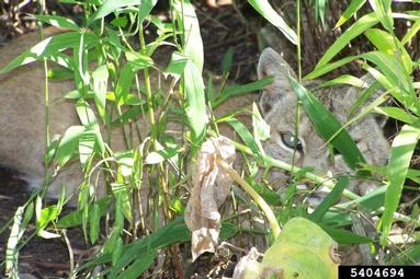 bobcat, Lynx rufus  (Carnivora: Felidae) - 5404694