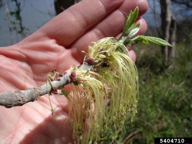 boxelder, Acer negundo  (Sapindales: Aceraceae) - 5404710
