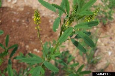 annual yellow sweetclover, Melilotus indicus  (Fabales: Fabaceae (Leguminosae)) - 5404713