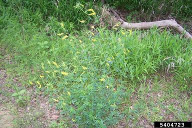 annual yellow sweetclover, Melilotus indicus  (Fabales: Fabaceae (Leguminosae)) - 5404723