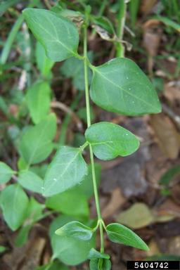common periwinkle, Vinca minor  (Gentianales: Apocynaceae) - 5404742