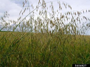 wild oat, Avena fatua  (Cyperales: Poaceae) - 5404827