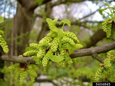 ginkgo, Ginkgo biloba  (Ginkgoales: Ginkgoaceae) - 5404845