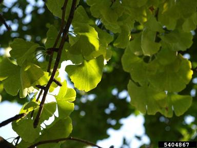 ginkgo, Ginkgo biloba  (Ginkgoales: Ginkgoaceae) - 5404867