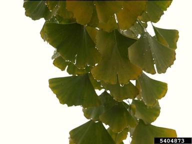 ginkgo, Ginkgo biloba  (Ginkgoales: Ginkgoaceae) - 5404873